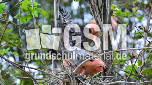 Roter Sichler (5).jpg